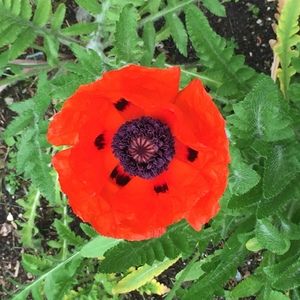 Meet your Posher, Adrienne